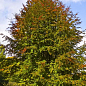 Бук европейский (Fagus sylvatica) высота 25-35см цена