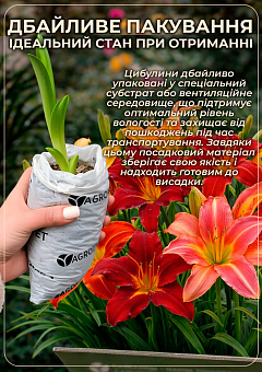 Лілійник "Rose Corsage" 1шт в упаковці NEW7