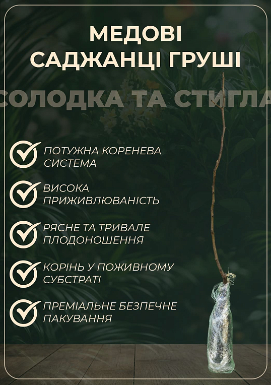 Груша "Бере Гарді" (осінній сорт, середній термін дозрівання) - фото 2