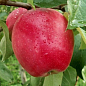 Яблуня "Червоні вітрила" (осінній сорт, середній термін дозрівання) купить
