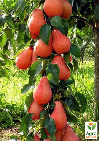 Груша колоновидна "Кармен" (осінній сорт, середній термін дозрівання)