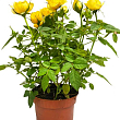 Роза Миниатюрная (комнатная) "Baby Golden Star" (Нидерланды)
