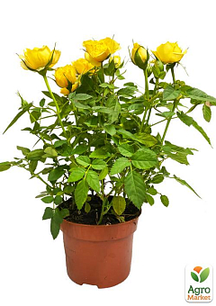 Роза Миниатюрная (комнатная) "Baby Golden Star" (Нидерланды)3