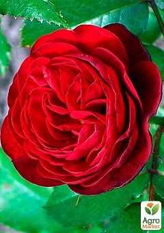 Роза парковая "Торнадо" (саженец класса АА+) высший сорт2