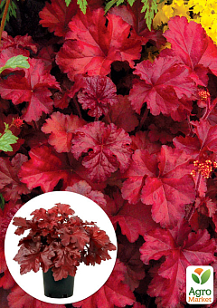 Гейхера (Heuchera) "Fire Chief" 1 саджанець в упаковці