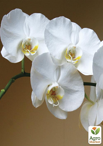 Орхидея белая "Конкордия" ТМ "Vesna Exсlusivе" 10шт