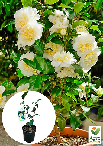 LMTD Камелия японская 2-х летняя "Jury’s Yellow" (высота 45-55см)