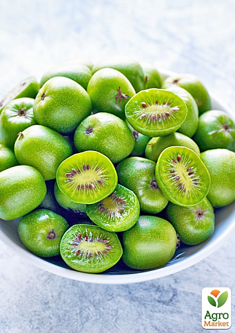 Актинидия 2-х летняя аргута "Сентябрьская" (мини-киви, морозостойкий сорт) вазон С1 - фото 2