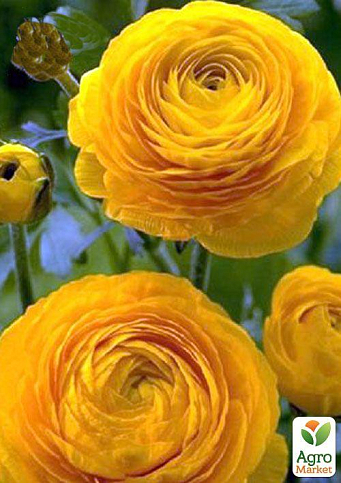 Лютики (Ранункулюс) "Yellow 990" (размер 5/6 , крупный) 5шт в упаковке