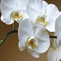 Орхидея белая "Конкордия" ТМ "Vesna Exсlusivе" 10шт