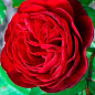 Роза паркова "Торнадо" (саджанець класу АА +) вищий сорт