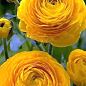 Лютики (Ранункулюс) "Yellow 990" (размер 5/6 , крупный) 5шт в упаковке