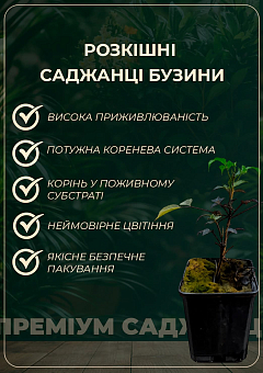 Бузина черная "Хайдег" контейнер Р93