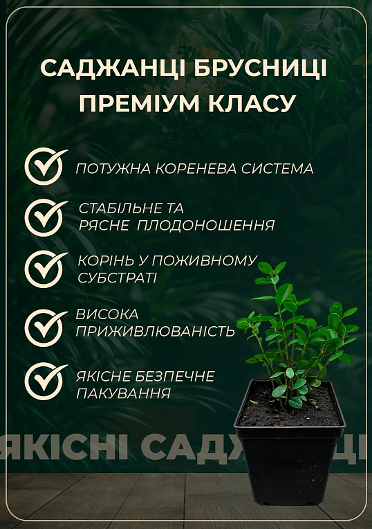 Брусника "Коралл" (средний срок созревания, плодоносит дважды в сезон) - фото 2