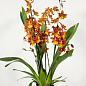 Орхідея Камбрія «Catatante Pacific Sun Spots» купить