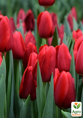 Тюльпан "Red Proud"