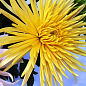 Хризантема срезочной "Анастасія жовта"