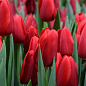 Тюльпан "Red Proud"