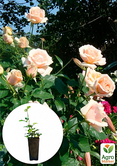 Троянда в контейнері чайно-гібридна "Paul Ricard" (саджанець класу АА+)1