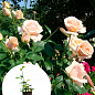 Троянда в контейнері чайно-гібридна "Paul Ricard" (саджанець класу АА+)