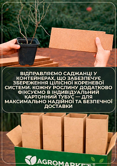 Перстач Чагарникова "Abbotswood"8