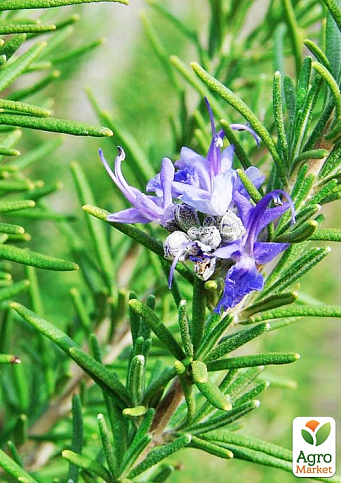 LMTD Розмарин "Ампельний" на штамбі 3-х річний (30-40см)  - фото 6