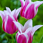 Тюльпан "Claudia" (лілієцвітний)