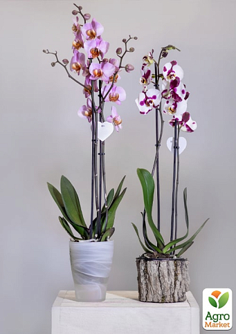 Рідке добриво для орхідей COMPO 0,5л (4089) - фото 5