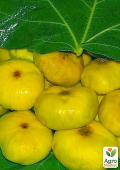 Ексклюзив! Інжир лимонно-жовтий "Жовтий" (Yellow) (прімальний, самоплодовий, пізній) 1 саджанець в упаковці1