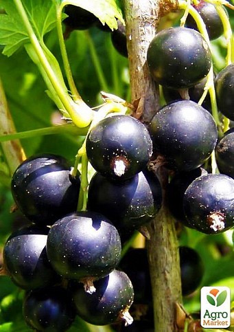 Смородина чёрная "Чёрный Бумер" (ранний срок созревания, вкус один из лучших среди крупноплодных) - фото 3