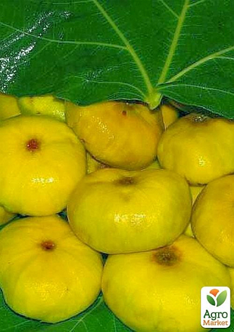 Эксклюзив! Инжир лимонно-желтый "Желтый" (Yellow) (примальный, самоплодный, поздний)