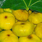 Эксклюзив! Инжир лимонно-желтый "Желтый" (Yellow) (примальный, самоплодный, поздний)