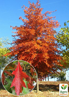 Дуб испанский "Quercus palustris" (вазон Р9)5