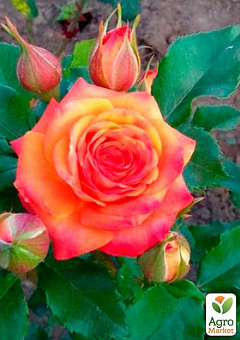 Троянда дрібноквіткова (спрей) "Келлі" (саджанець класу АА+) вищий сорт1