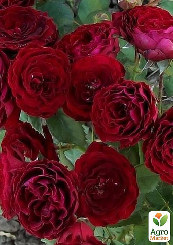 Роза мініатюрна "Red Sensation" (саджанець класу АА +) вищий сорт