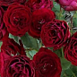 Роза миниатюрная "Red Sensation" (саженец класса АА+) высший сорт