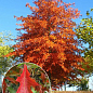 Дуб испанский "Quercus palustris" (вазон Р9) купить