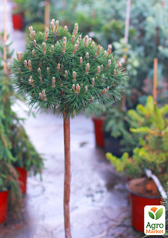 Сосна на штамбе "Парадекиссен"(Pinus uncinata "Paradekissen") С2, высота от 30-50см - фото 3