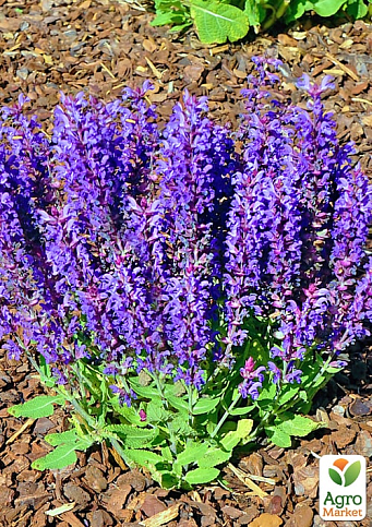 Шалфей Дубравный "Blue Bouquetta" - фото 2