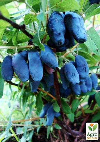 Жимолость "Богучарська" (ранній термін дозрівання, висока транспортабельність) - фото 5