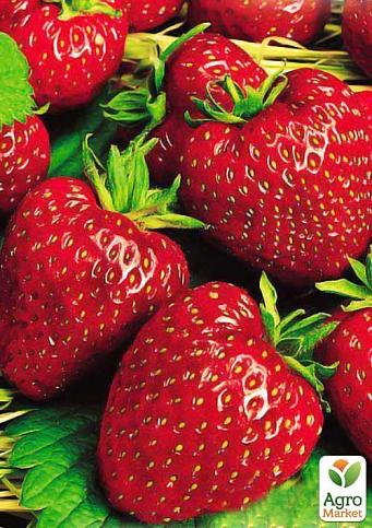 Полуниця "Флорін" (Florin) (ремонтантний сорт)