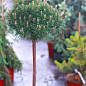Сосна на штамбе "Парадекиссен"(Pinus uncinata "Paradekissen") С2, высота от 30-50см цена