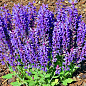 Шалфей Дубравный "Blue Bouquetta" купить