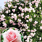 Роза плетистая "Нью Даун" (саженец класса АА+) высший сорт