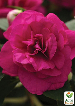 Бальзамин махровый "Rose"5