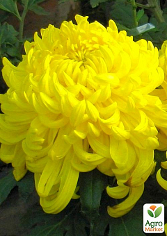 Хризантема "Sakia Yellow" (низькоросла крупноквіткова)2