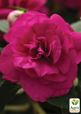 Бальзамин махровый "Rose" - фото 2