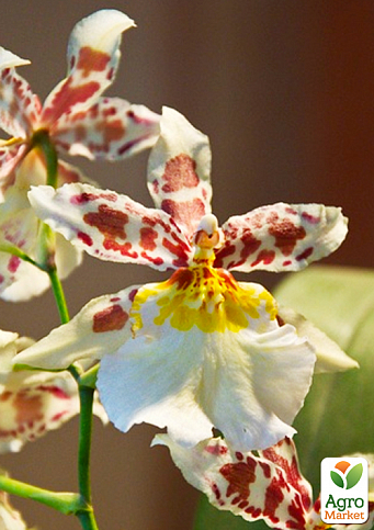 Орхидея Камбрия "Toscane" - фото 2