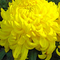 Хризантема  "Sakia Yellow" (низкорослая крупноцветковая)