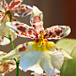Орхидея Камбрия "Toscane" купить